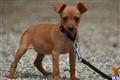 Miniature Pinscher